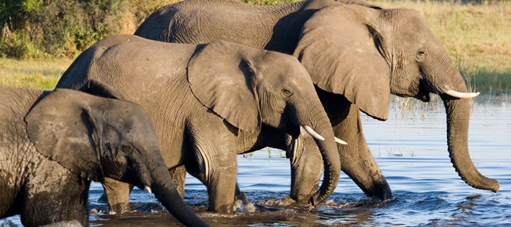 Thorntree River Lodge Elephants - Image 12
