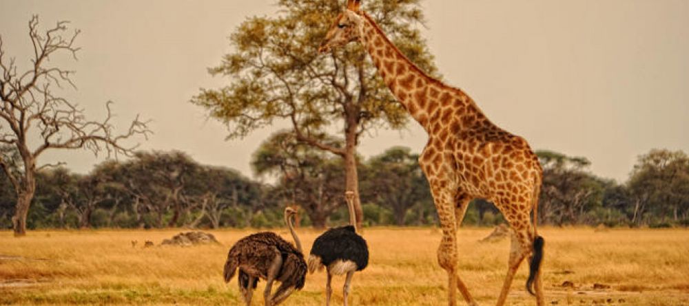 Thorntree River Lodge Wildlife - Image 14