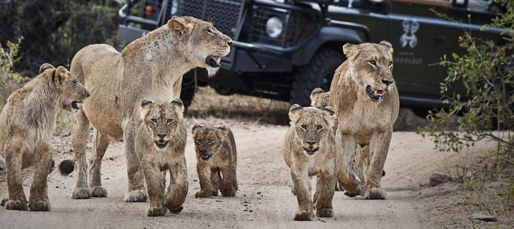 A game drive encounters a pride of lions with many adolescents at Londolozi Varty Camp, Sabi Sands Game Reserve, South Africa - Image 9