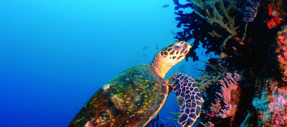 Tsarabanjina, Nosy Be, Madagascar - Image 14