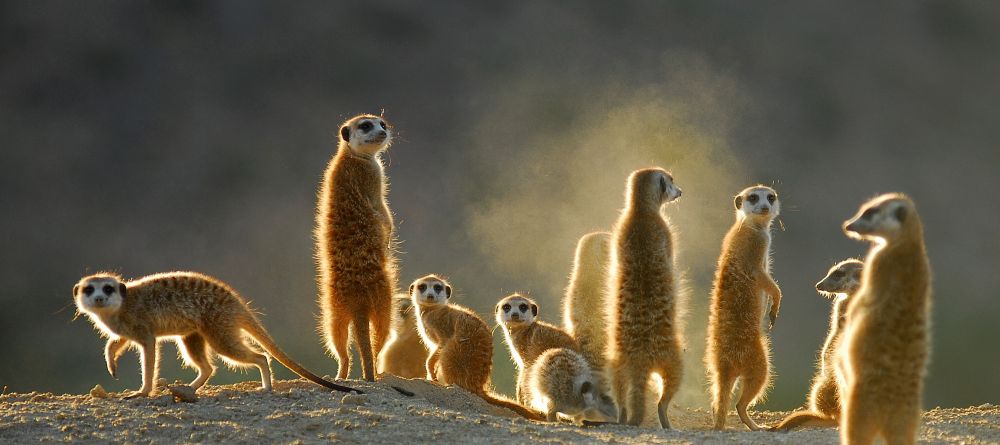 Tswalu Kalahari, Twsalu Kalahari, South Africa - Image 16