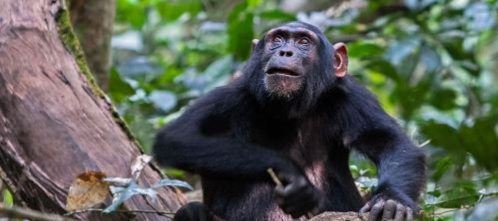 Turaco Treetops - Chimp - Image 3