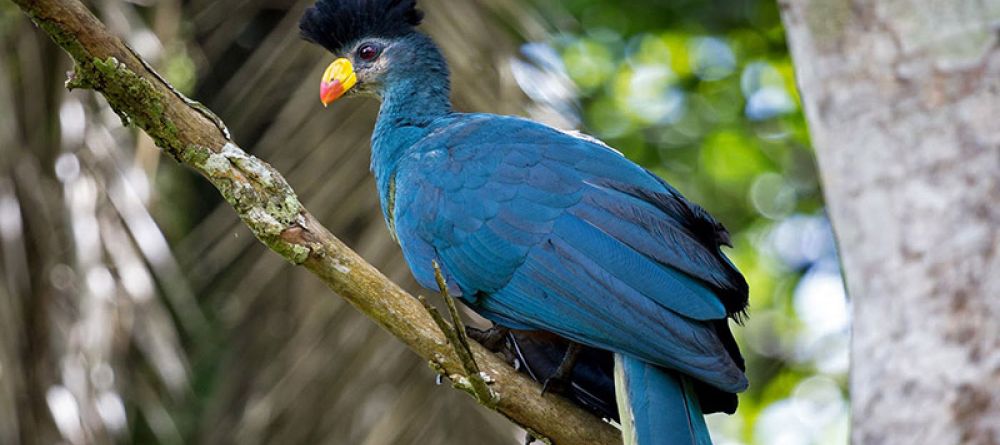 Turaco Treetops - Turaco  - Image 2