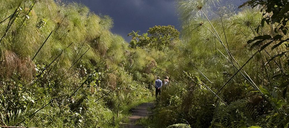 Turaco Treetops - Swamp Walk - Image 4