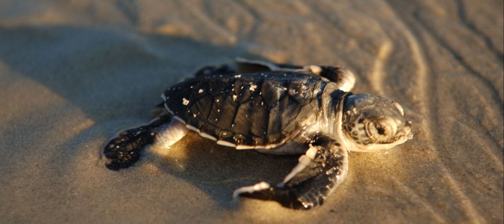 Vamizi Island, Quirimbas Archipelago, Mozambique - Image 8