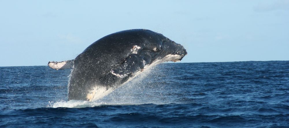 Vamizi Island, Quirimbas Archipelago, Mozambique - Image 10