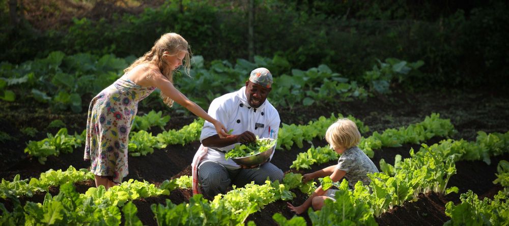 Vegetable garden- Tortilis Camp, Amboseli National Reserve, Kenya - Image 6