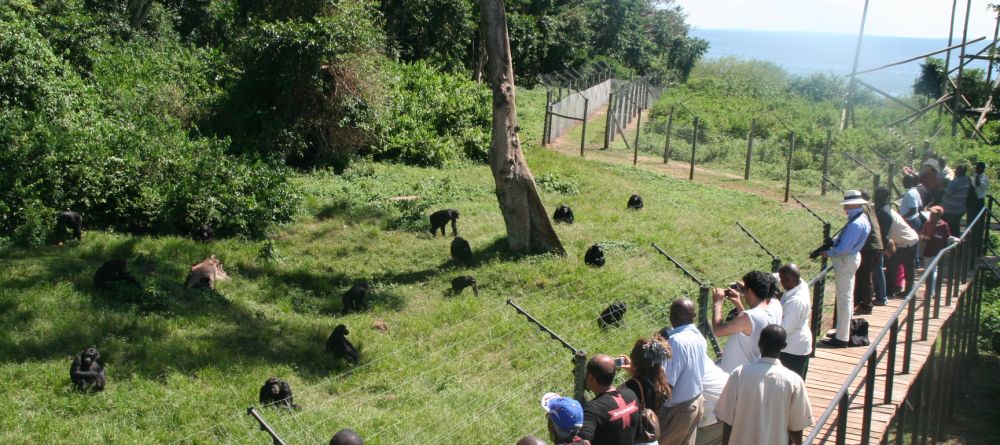 Viewing platform at Ngamba Island Tented Camp, Ngamba Island, Uganda - Image 4