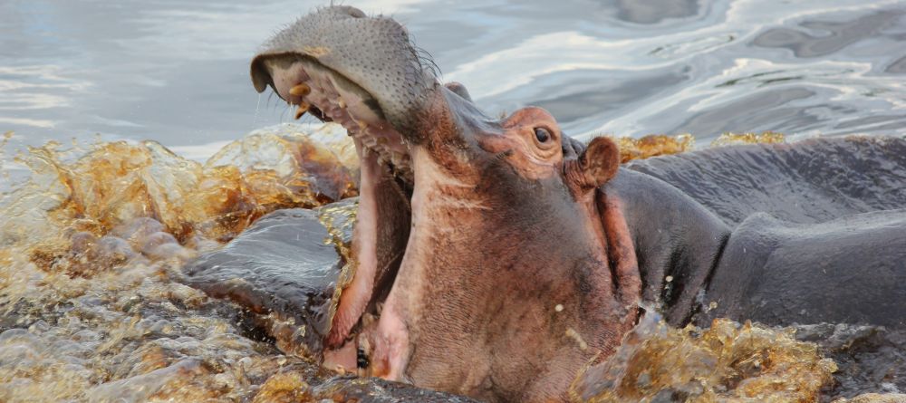 Hippo at Xakanaxa Camp, Moremi Game Reserve, Botswana (V. Patel) - Image 14