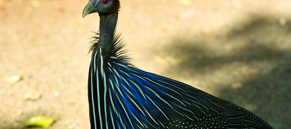 Vulture guineafowl at Arumeru River Lodge, Arusha, Tanzania - Image 15
