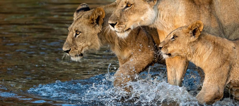 Vumbura Plains - Image 9