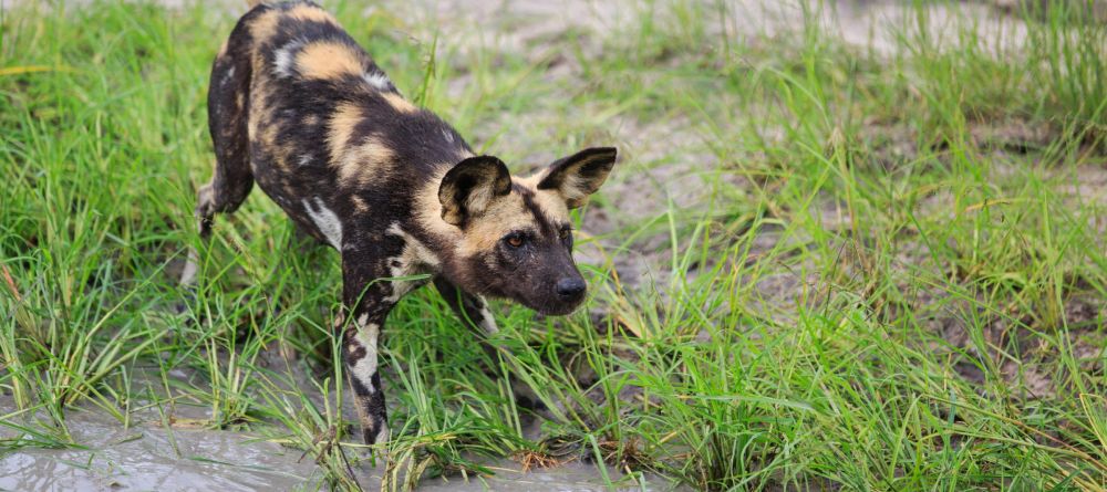 Vumbura Plains - Image 11