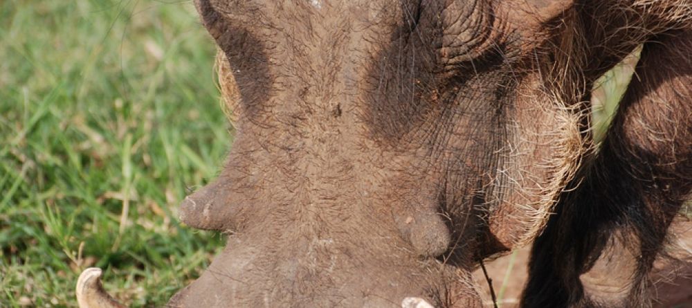 A warthog at Mantana Lake Mburo Camp, Lake Mburo National Park, Uganda - Image 9