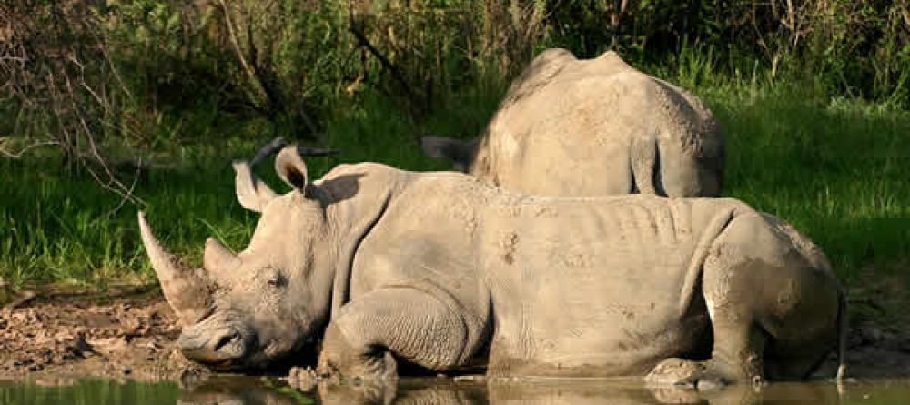 Waterberg Camp rhinos - Image 3