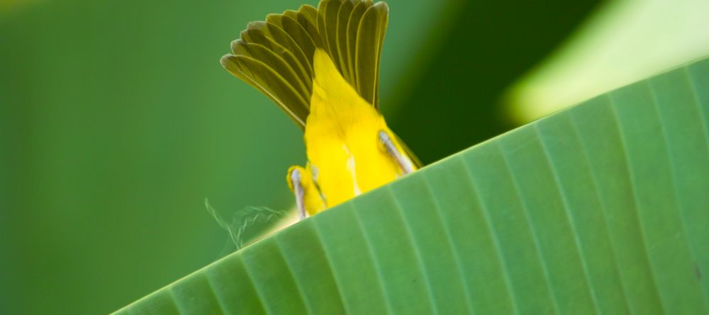 Weaver bird at Arumeru River Lodge, Arusha, Tanzania - Image 17