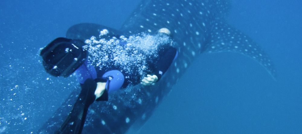 Whale shark- Rocktail Beach Camp, KwaZulu-Natal, South Africa Â© Dana Allen - Image 17