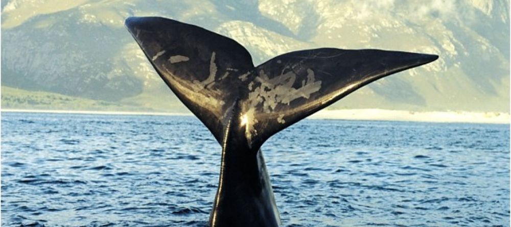 Southern Right Whale watching is a highlight in Hermanus - Image 10