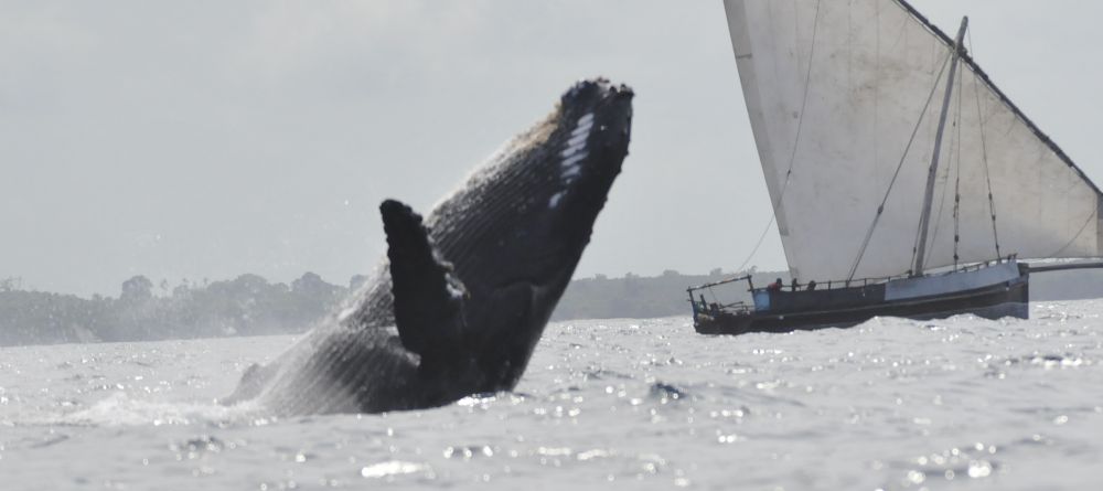 A whale breaching by a sailboat at Fumba Beach Lodge, Zanzibar, Tanzania - Image 8