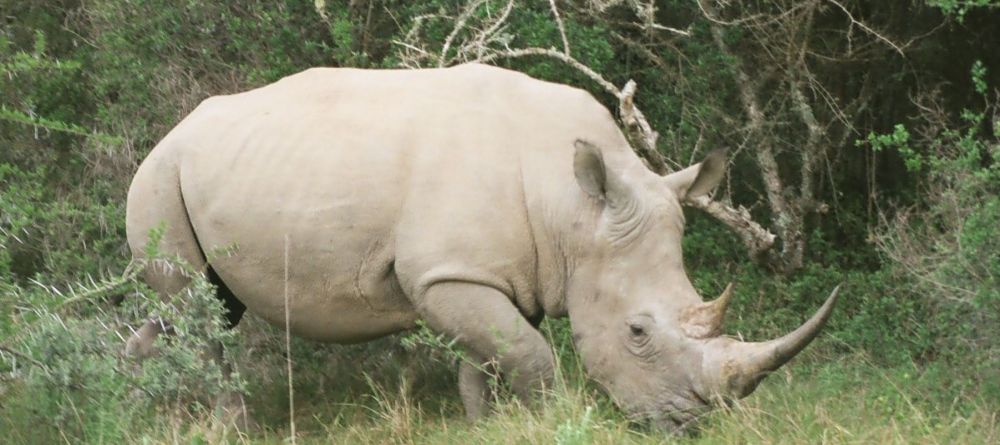 Lucky guests can see White Rhinos on safari drive from SpionKop Lodge - Image 6