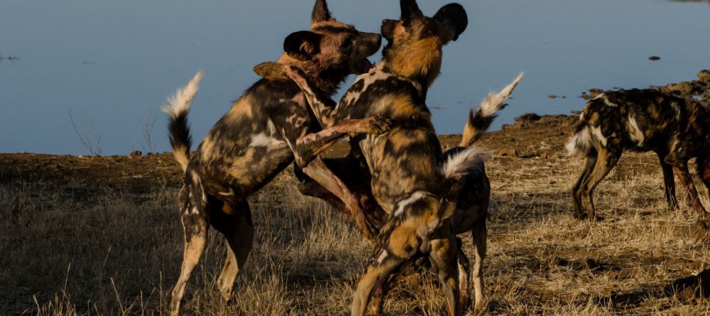 Madikwe Hills Game Lodge, Madikwe Game Reserve, South Africa - Image 1