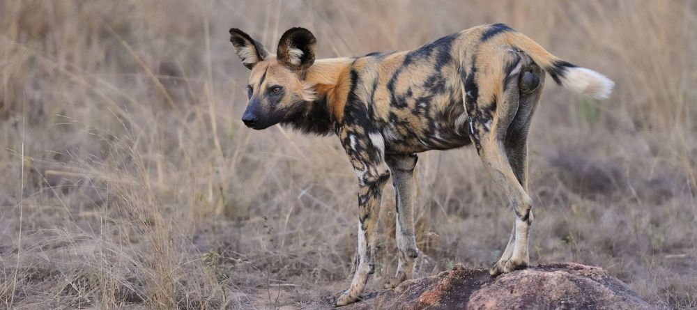 Kanga Camp - Image 12