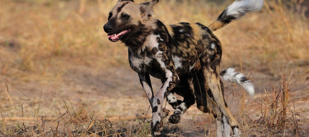 Gomoti Plains Camp, Moremi Game Reserve, Botswana - Image 1