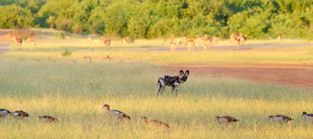 Royal Zambezi Lodge, Lower Zambezi National Park, Zambia - Image 11