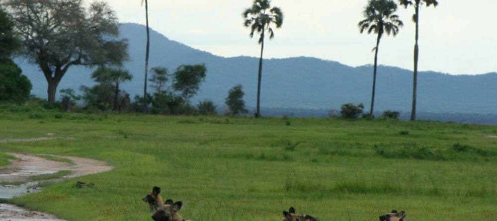 Wild dogs resting at Katuma Bush Camp, Katavi National Park, Tanzania - Image 5