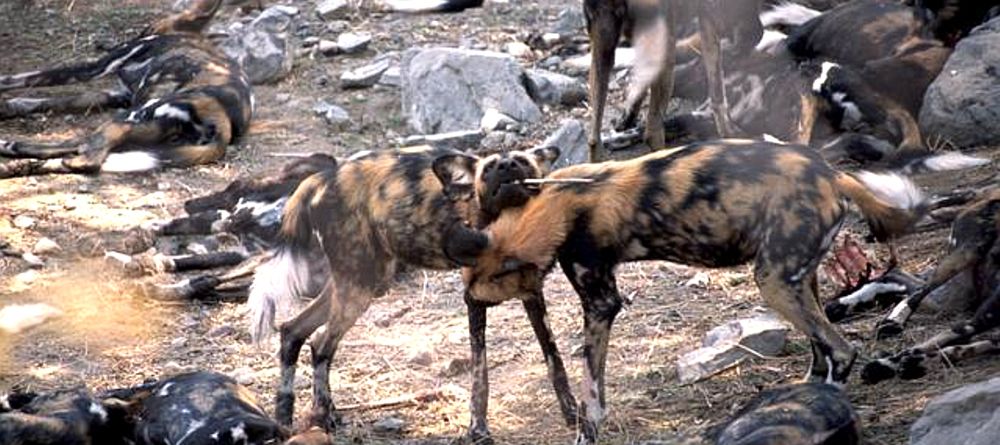 Wild dogs feeding at Selous Impala Camp, Selous National Park, Tanzania - Image 1
