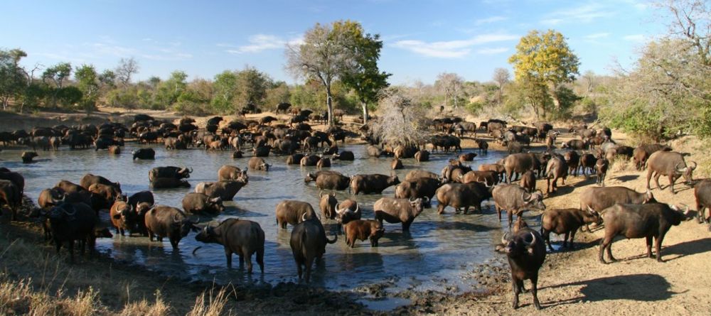 A wildebeest herd at the watering hole at Chapungu Luxury Tented Camp, Thornybush Game Reserve, South Africa - Image 6