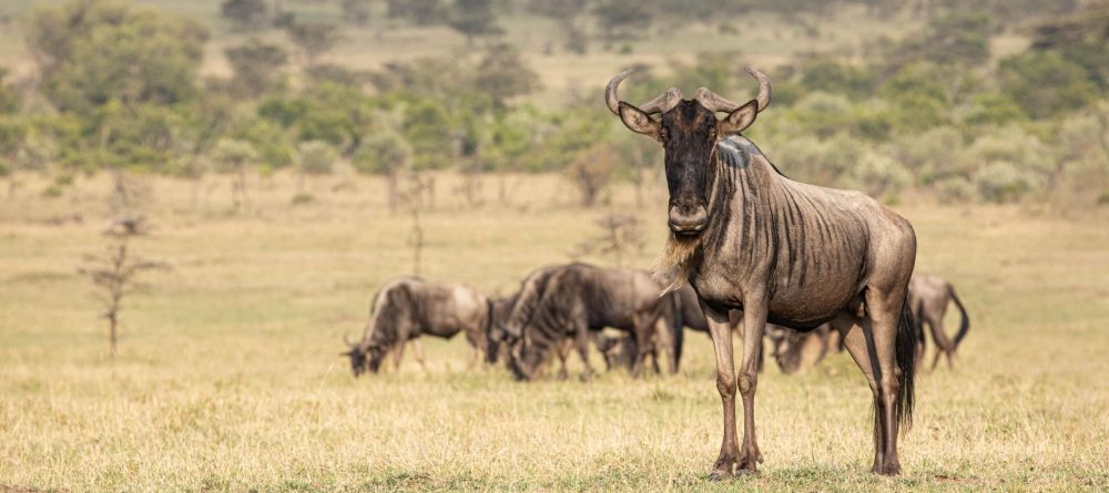 Mara Nyika  - Image 10