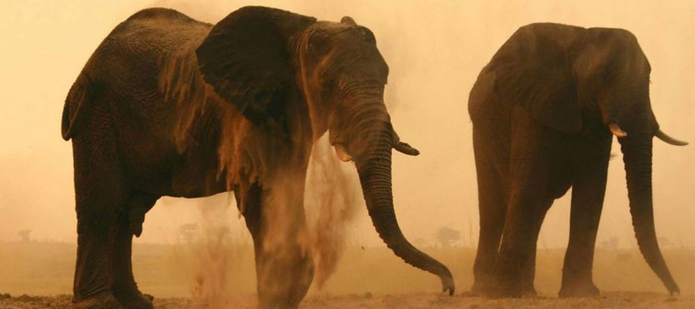 Chobe Elephant Camp - Image 2