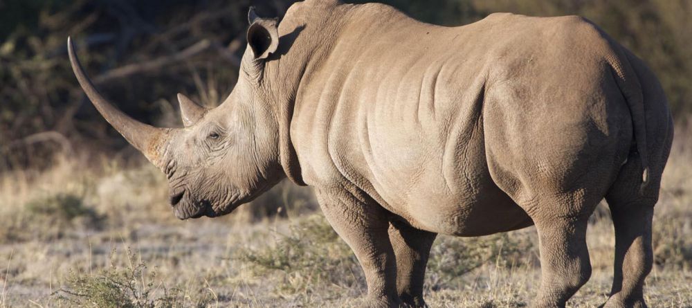 Royal Madikwe, Madikwe Game Reserve, South Africa - Image 5