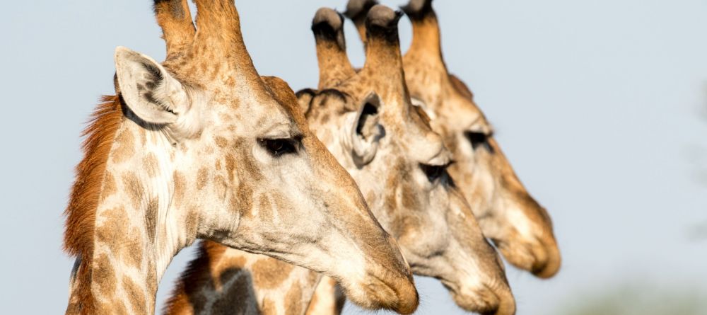 Singita Pamushana, Malilangwe Private Game Reserve, Zimbabwe - Image 8