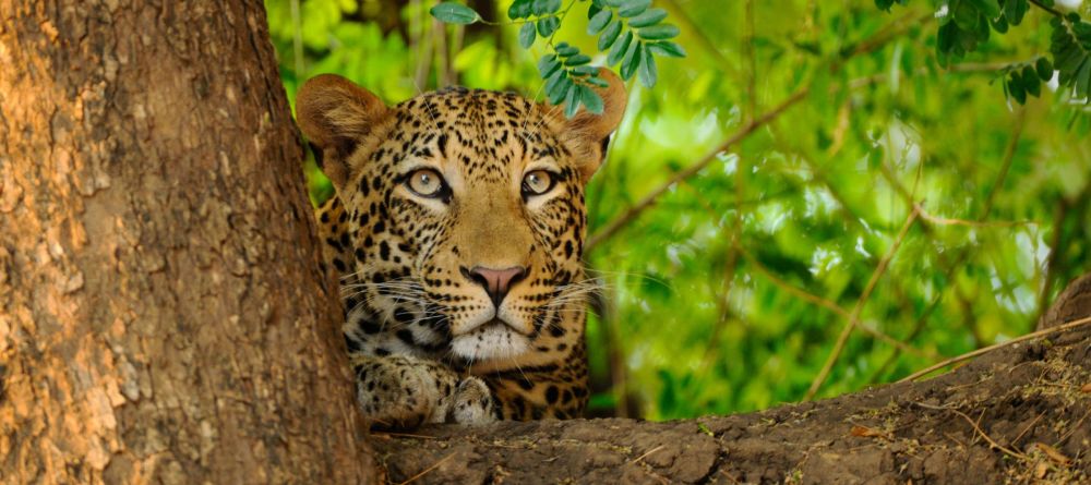 Royal Zambezi Lodge, Lower Zambezi National Park, Zambia - Image 4