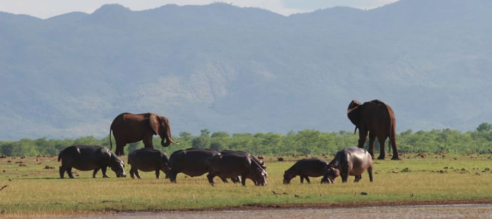 Wildlife Changa - Image 5