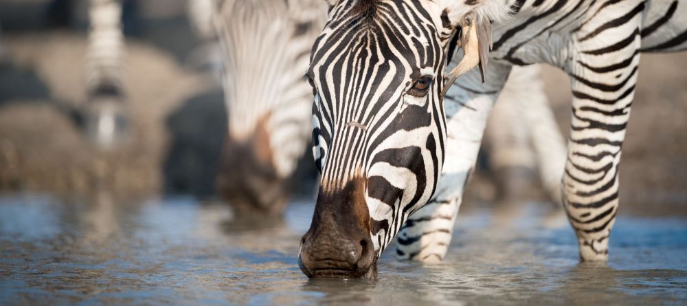 Singita Pamushana, Malilangwe Private Game Reserve, Zimbabwe - Image 10