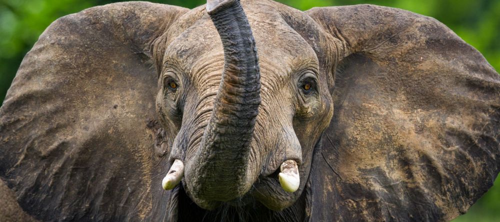 Chinzombo - Image 12