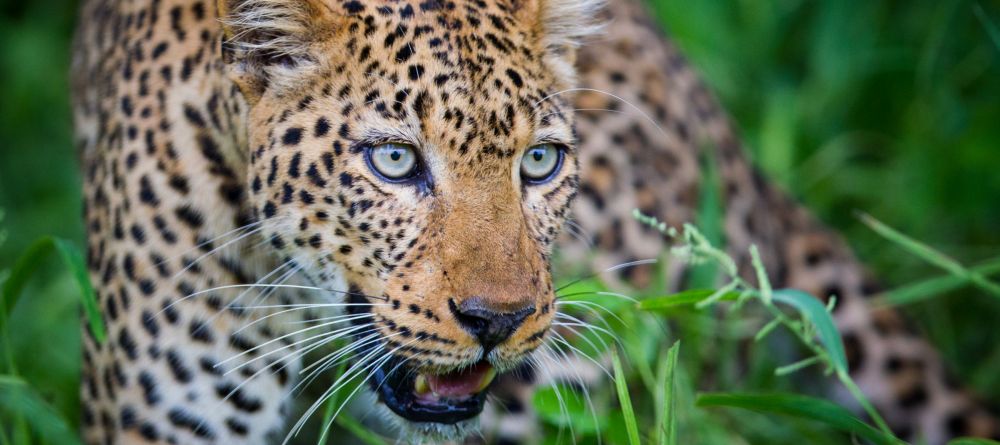 Chinzombo - Image 11