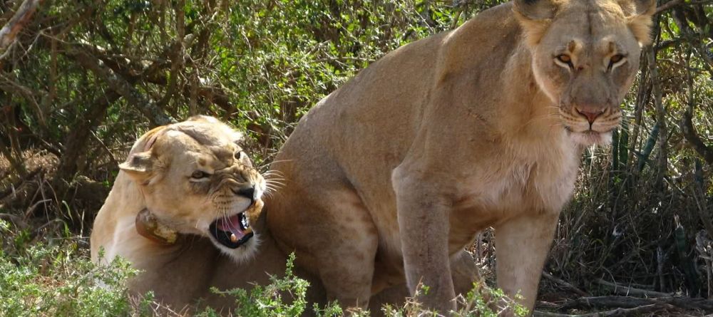 Lions at Xaranna Camp, Okavango Delta, Botswana  - Image 13