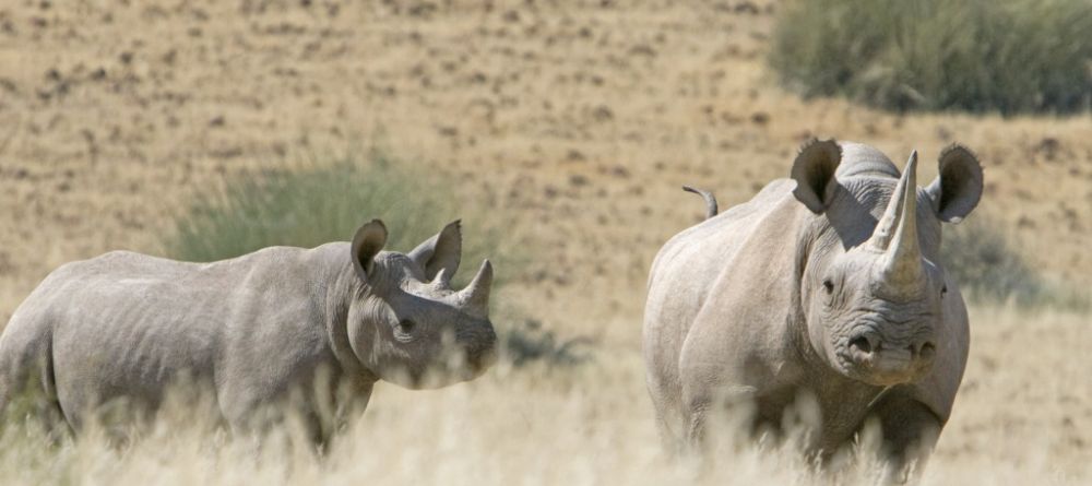 Rhinos at Xaranna Camp, Okavango Delta, Botswana  - Image 14