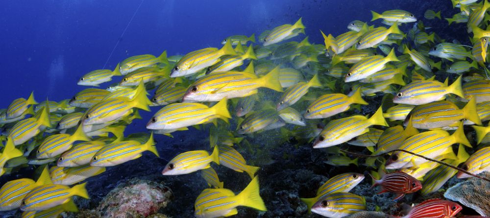 A school of yellowfish at Pole Pole Bungalow Resort, Mafia Island, Tanzania - Image 16