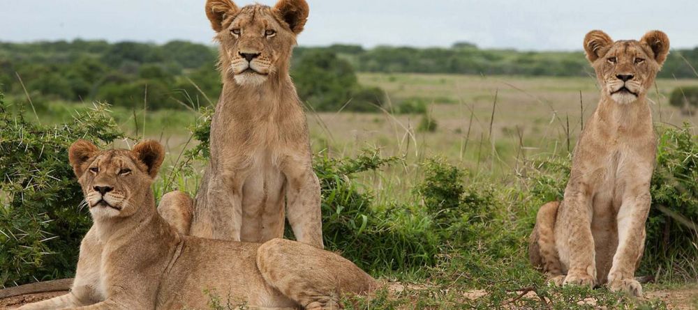 Phinda Vlei - Image 7