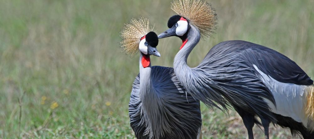 Tangulia Mara Camp, Masai Mara, Kenya - Image 4
