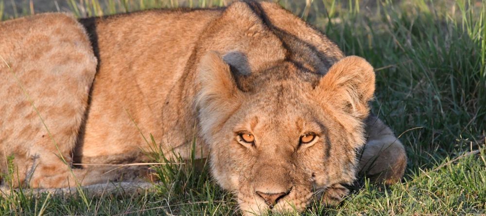 Tangulia Mara Camp, Masai Mara, Kenya - Image 2