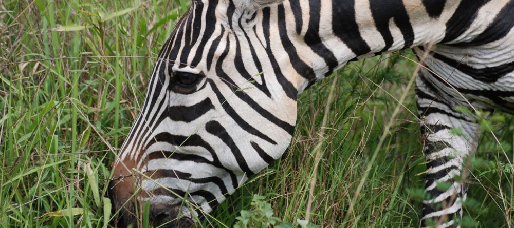 A zebra at Mantana Lake Mburo Camp, Lake Mburo National Park, Uganda - Image 10