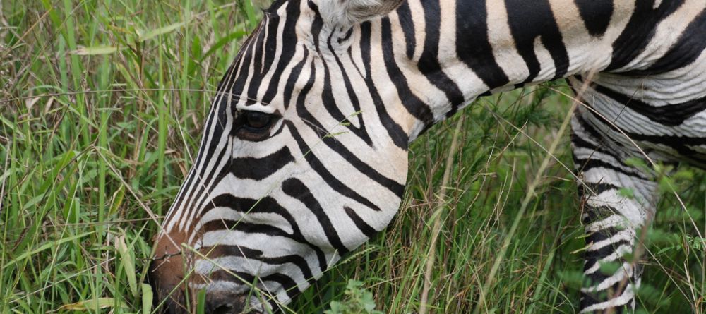 Mihingo Lodge, Lake Mburo National Park, Uganda - Image 12