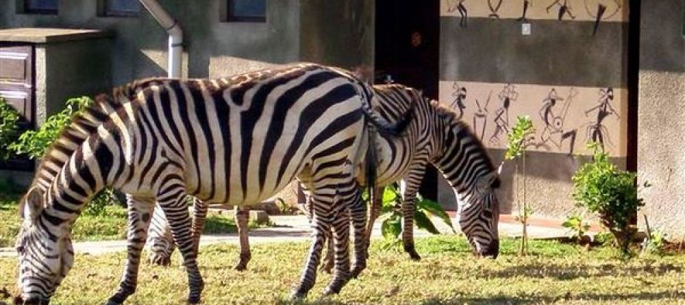 Zebra - Image 2