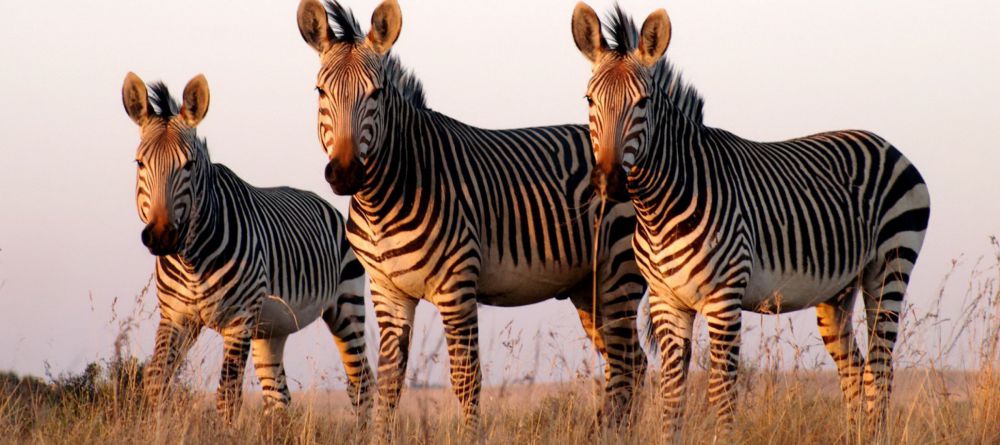 Tshukudu Game Lodge - Image 1