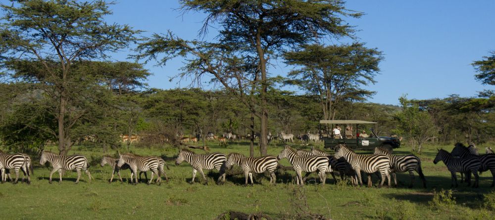 Zebras seen on a game drive at Kleins Camp, Serengeti National Park, Tanzania Â© AndBeyond - Image 6